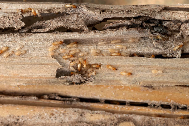 Bird Control in Oxoboxo River, CT